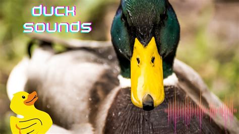 are ducks louder than chickens|do ducks make noise.